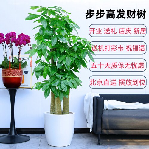 开业乔迁步步高发财树北京送货