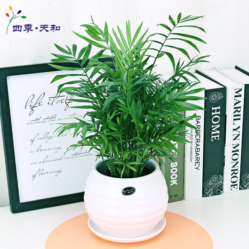袖珍椰子盆栽办公桌绿植花卉室内卧室客厅植物吸甲醛盆景四季盘栽