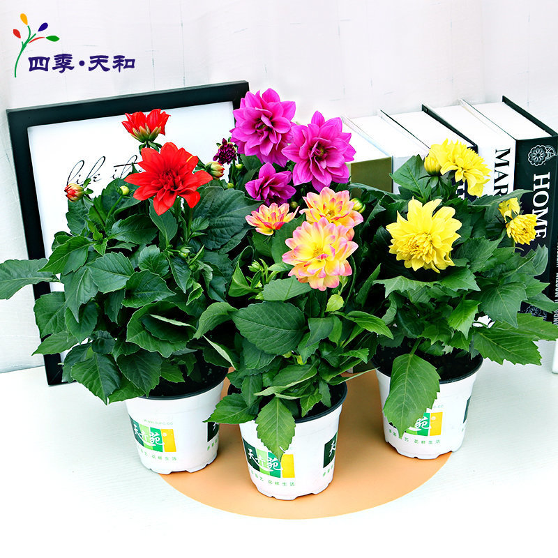 盆栽北京开花植物送货上门