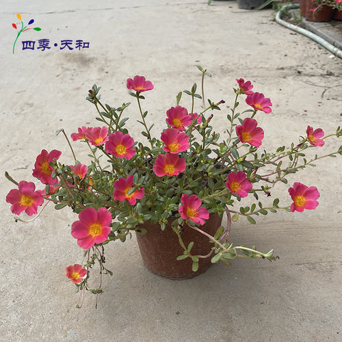 盆栽窗台庭院室外观花植物