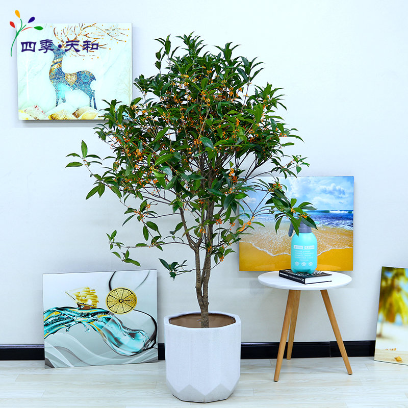 三年级植物记录卡桂花树的简单介绍