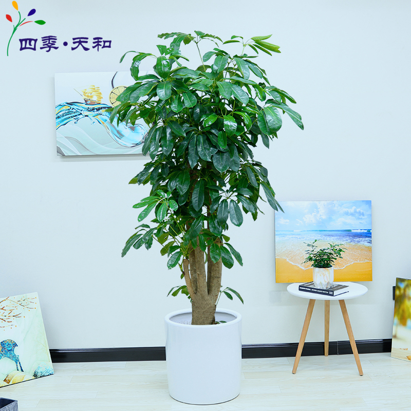 摇钱树盆栽植物富贵树大型绿植大叶伞净化空气去甲醛北京送货上门