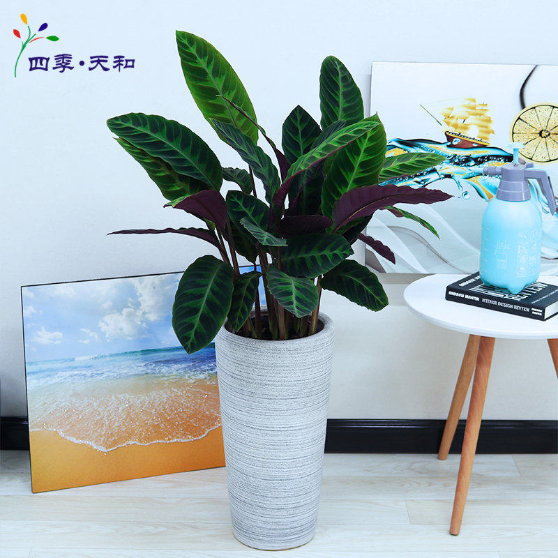 天鹅绒竹芋紫背青背绒叶四季常绿植物室内盆栽客厅观叶喜阴绿植