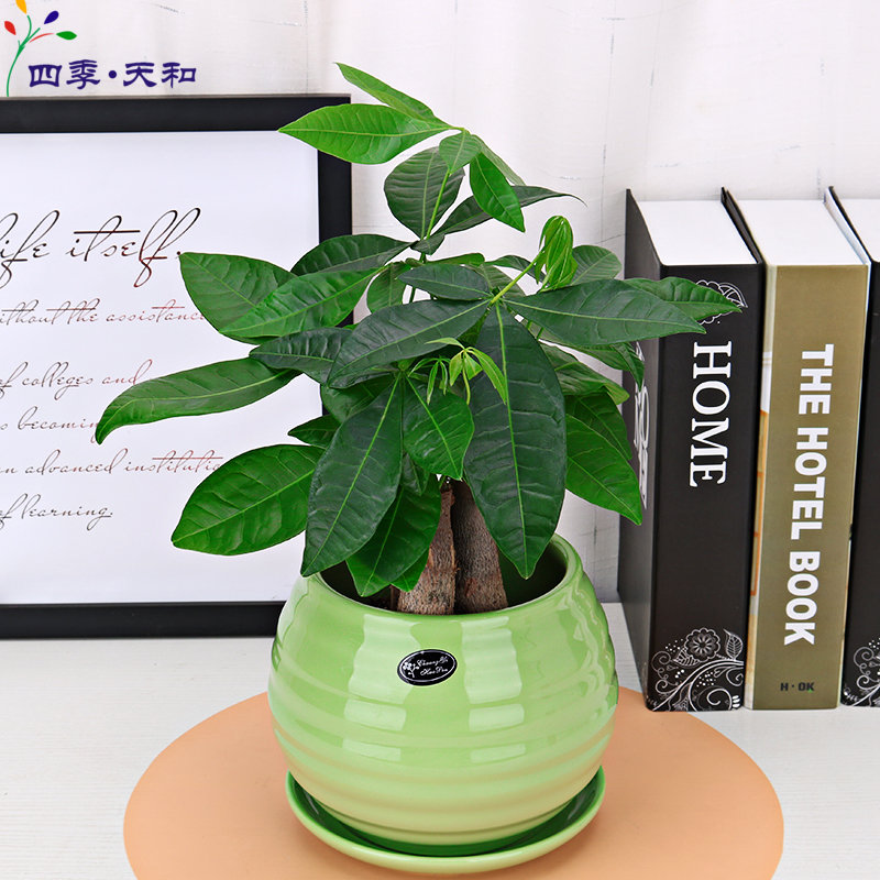 发财树盆栽大植物室内办公室桌面