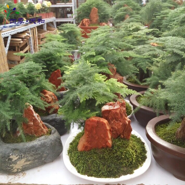 50厘米 文竹 盆栽 精致盆景 办公桌书房绿植防辐射绿色植物