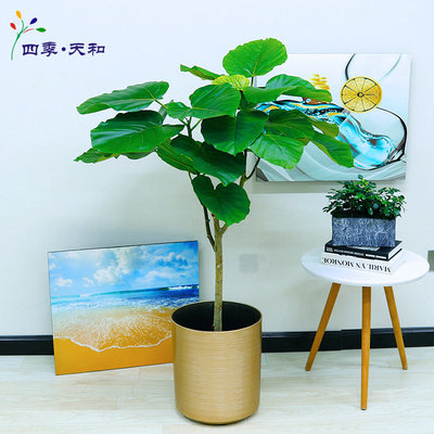 北京送货ins风北欧网红绿植爱心