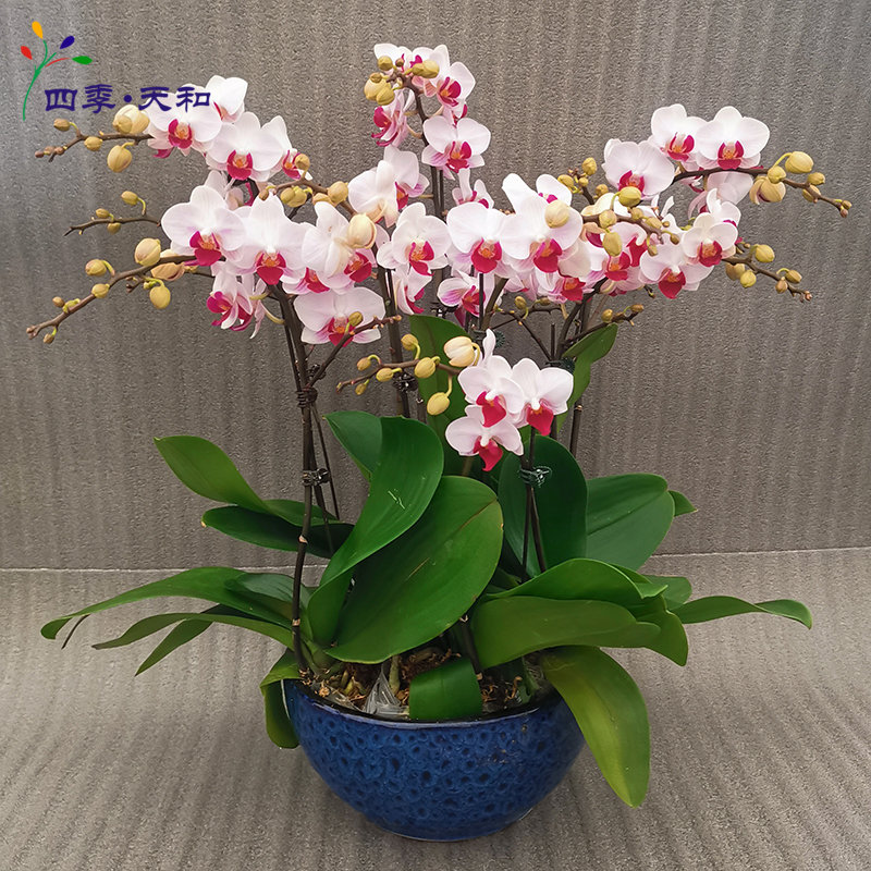 北京送货蝴蝶兰年宵花礼品