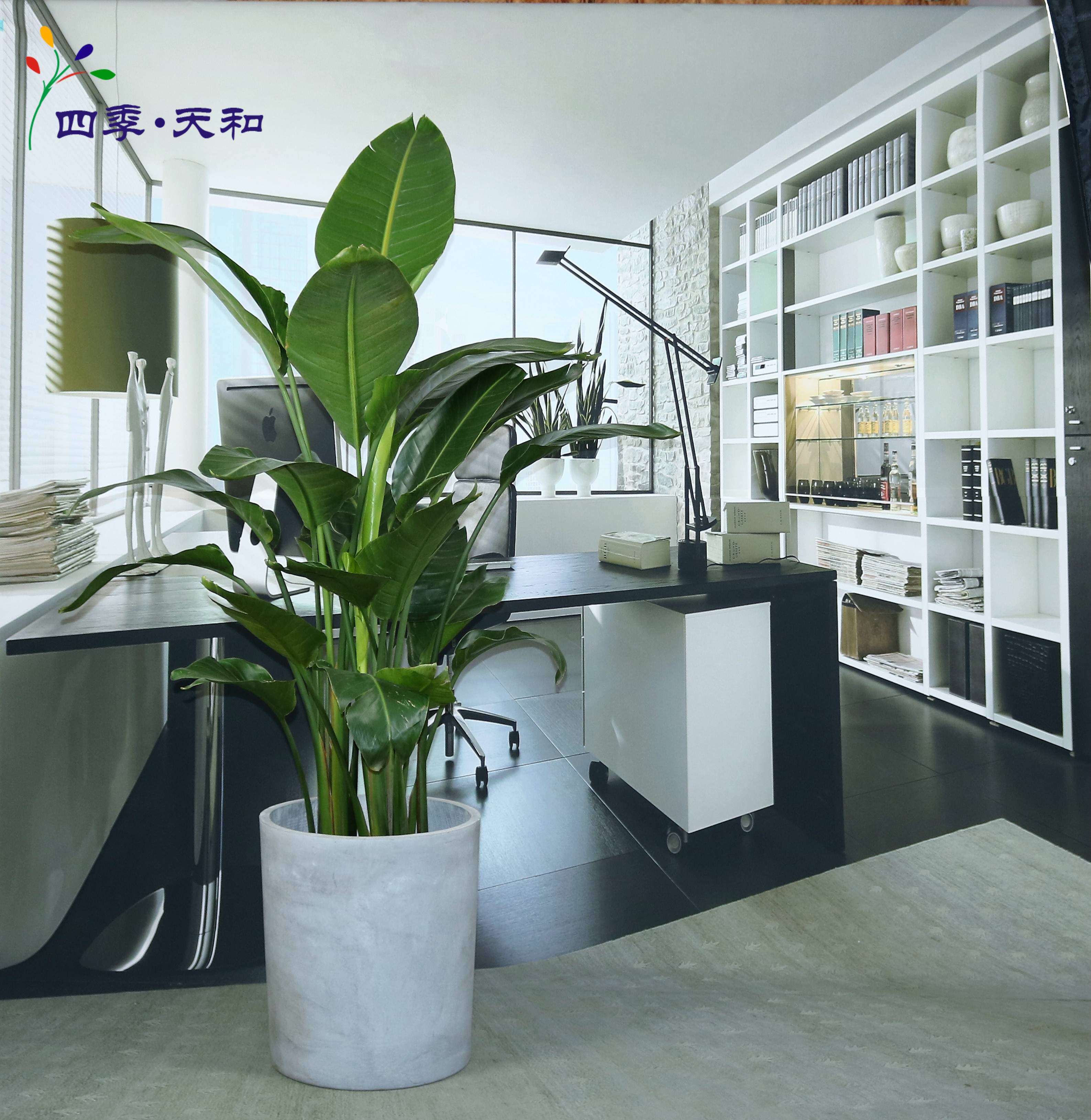 四季天和盆栽天堂鸟北欧室内植物办公室客厅观叶绿植北京送货上门