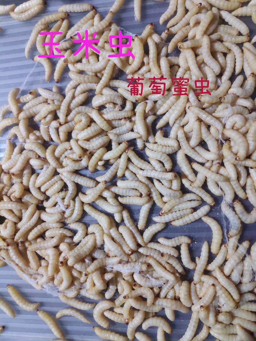 葡萄蜜玉米虫葡萄密虫大蜡螟幼体钓饵鱼鸟食物虫多尺寸200条包邮