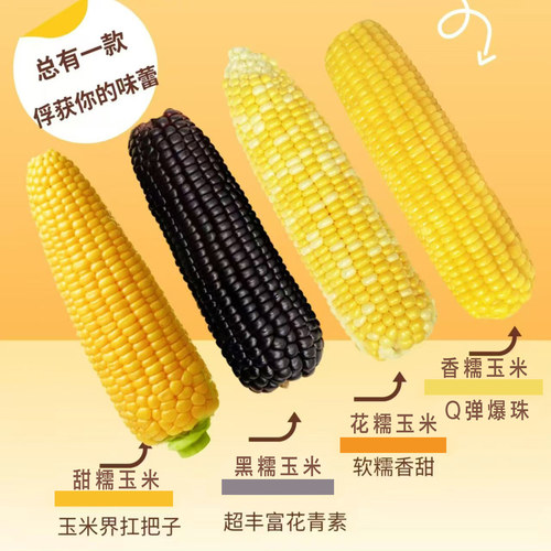 真空鲜食玉米喜乐掰掰有甜有黏
