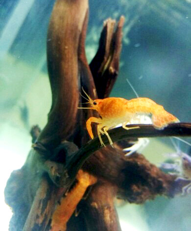 观赏鳌虾 观赏虾 佛罗里达蓝魔虾 白玉鳌虾 黄鳌虾 黄金巨手 鳌虾|msdalam kategori haiwan peliharaan/makanan haiwan dan bekalan, Aquarium World, udang - dari Buy2taobao.com untuk memberikan perkhidmatan ejen Taobao profesional membeli