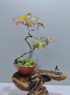 红枫微型盆景山红叶羽毛枫出猩猩客厅阳台观赏绿植禅意掌上盆栽