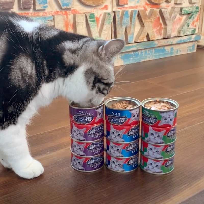 贝多芬宠物/日本银勺猫罐湿粮进口猫罐头成猫幼猫罐组合48罐组合
