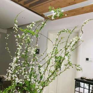 云南昆明基地直发雪柳小手球鲜花水养鲜切花乔迁家庭办公室插花