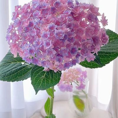 绣球重瓣太阳神殿水养鲜切花插花