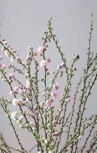 云南昆明鲜花基地直发重瓣樱花珍珠李单瓣樱花鲜枝条室内家用插花