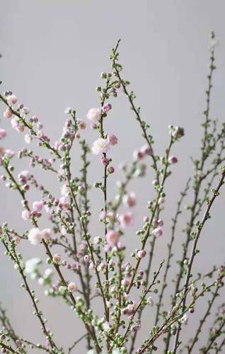重瓣珍珠李樱花鲜切水养鲜花插花