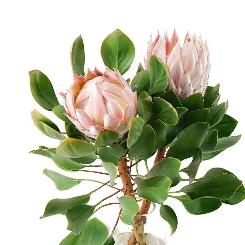 云南昆明基地直发:进口帝王花公主花新娘花粉菠萝针垫~招代理