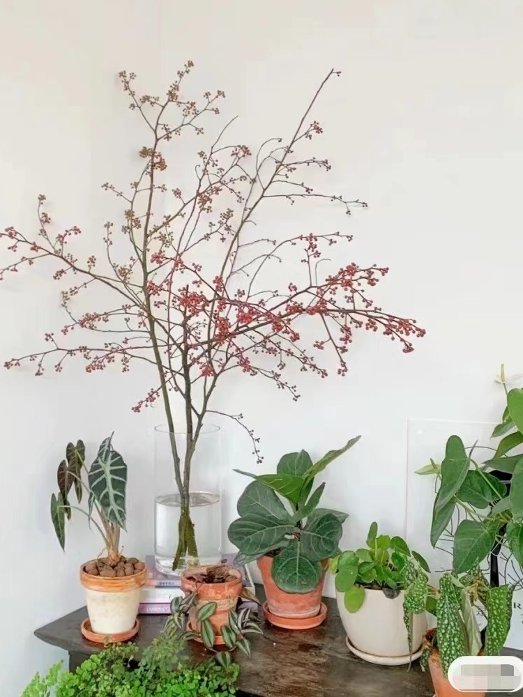 灯台鲜切枝条水养鲜花年宵花春节客厅室内插花装饰云南昆明直发