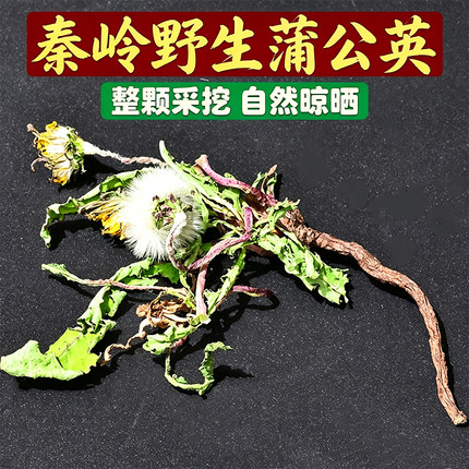 蒲公英 秦岭野生整颗蒲公英带根新货农家晾晒带根干货泡水煮茶