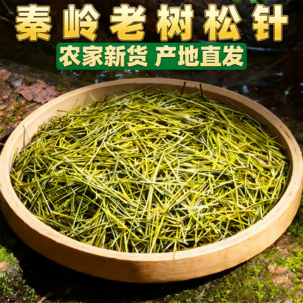 松针茶 秦岭高山野生老树松针马尾松松针茶泡水煮茶