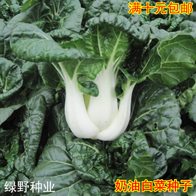 cream Chinese cabbage seed Milk cabbage seeds,Black oil Chinese cabbage Cold-resistant Vegetables Vegetable Seedsin the Flower delivery/Flowers simulation/Plants gardening , Flowers/Fruits and vegetables/Lawn seed (New) , Home &amp; Garden Seeds  category - from Buy2taobao.com to provide professional Taobao agent buy service