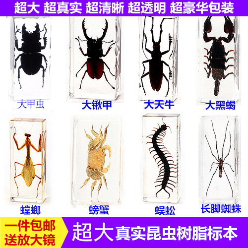 螳螂蝴蝶蜻蜓蜈蚣昆虫标本