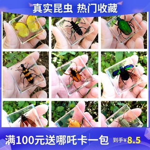 小动物真实昆虫树脂真虫植物甲虫标本花朵海洋植物教学新热门盲盒