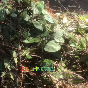 广西双飞蝴蝶中药材  三十六荡 老君须 老虎须三十六根娃儿藤整条