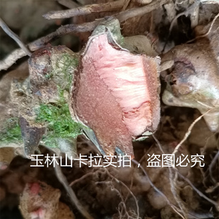 新鲜深山金刚藤根菝葜 金刚刺 铁菱角乌鱼刺马加勒泡酒煲汤中药材