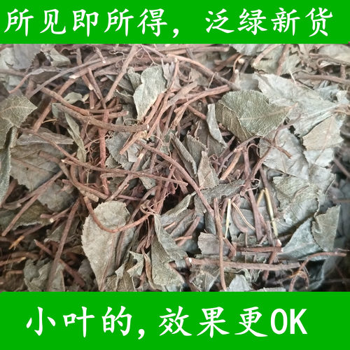 正宗小叶不出林中药材紫金牛矮地茶映山红叶下珍珠千年不大矮郎伞