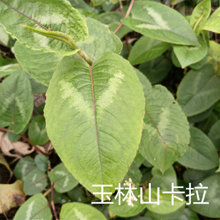 广西火炭母中药材火炭母草新货 火炭藤白饭草信饭藤新鲜洗澡草药