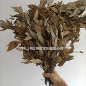 百寿探秘 广西特产 甜茶广西大叶茶广西卫视 山茶 玉林大叶茶