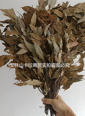 广西特产 玉林大叶茶  山茶  甜茶广西大叶茶广西卫视(百寿探秘）