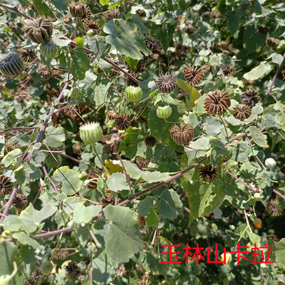 广西磨盘草磨盘子响耳草 耳响草农家自晒磨磨子果子枝叶新晒