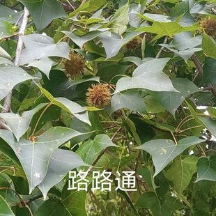 广西深山路路通 六六通 无硫新货枫球子枫树球枫香树果子天然无添