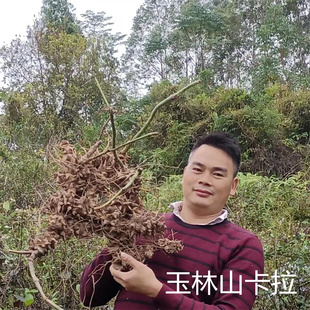 金刚藤 菝葜 金刚刺 铁菱角 乌鱼刺新鲜现挖泡酒广东煲汤药材汤料