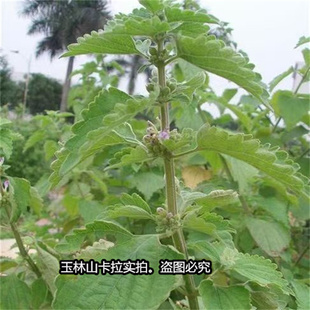 广西山村广防风草药防风草 鱼针草 排风草 抹草新货干品茎叶内脂
