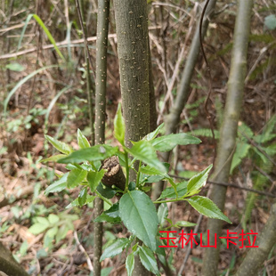 广西深山岗梅根  点称星木 山甘草山梅根 天星木根秤星树药材干货