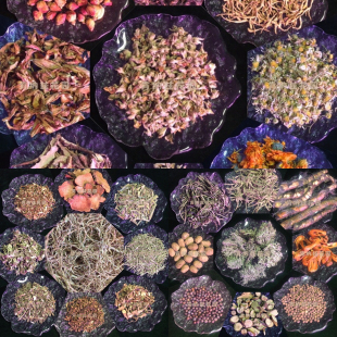 果实类合集 零陵香豆香草荚恶魔豆荚多香果杜松子鼠李果荜澄茄