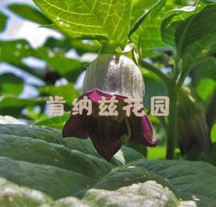 顛茄 Atropa belladonna/歐洲顛茄種子5粒裝（非刺天茄、龍葵）
