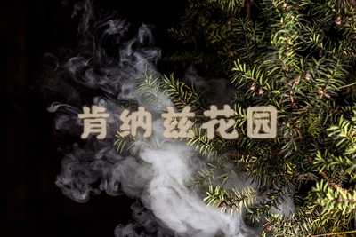 紫衫 Taxus chinensis/红豆杉种子5粒装