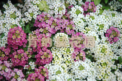 香雪球 Lobularia maritima/种子5-10粒装