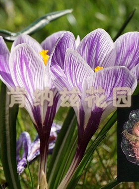 番红花 Crocus sativus/藏红花 种球1-5颗装