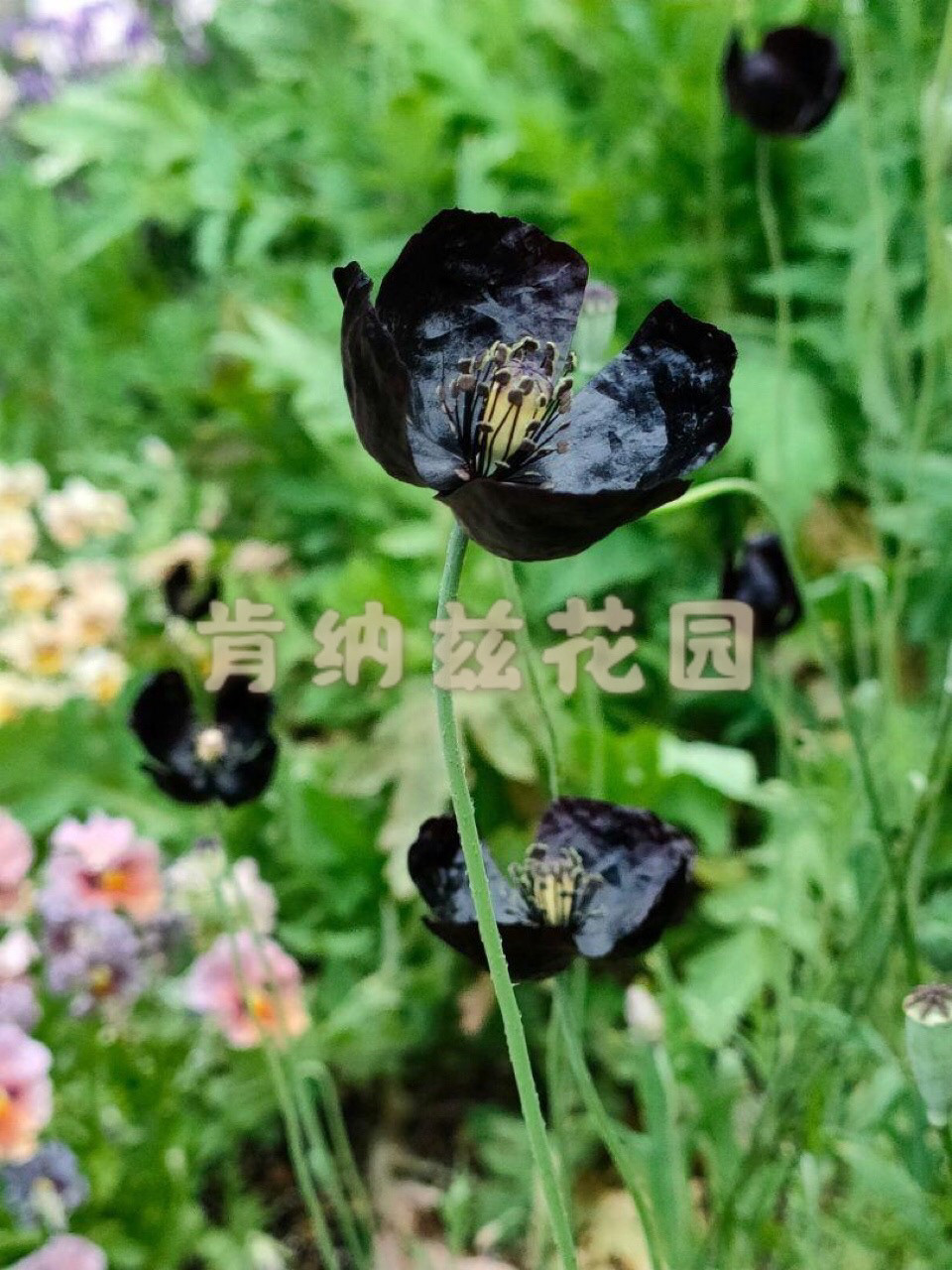 黑色虞美人 Papaver rhoeas/丝绸缎面 黑魔法虞美人种子10粒装