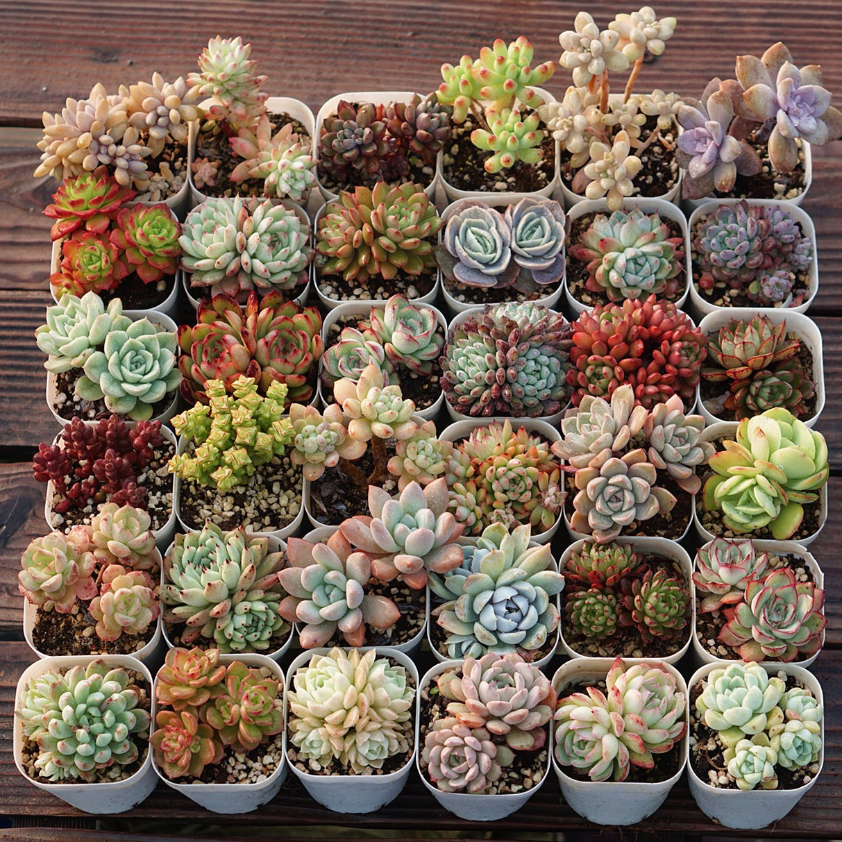 昂斯诺园艺多肉植物多肉单头群生小控养出状态盆栽室内盆景批发