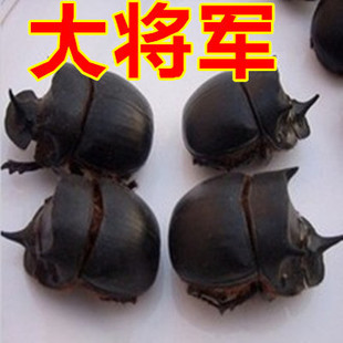 蜣螂中药材大将军虫屎壳郎圣甲虫清水蜣螂虫正品新货包邮