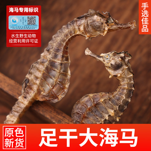 正宗大海马干货膨腹可分公母养殖带标识齐全正品溯源可查海味原料