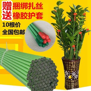 金钱树蝴蝶兰支架蔬菜瓜果爬藤植物立柱撑杆园艺盆栽花卉扶枝铁丝