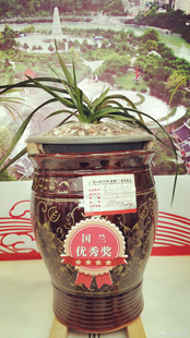 真正品高端纯种水晶惠兰贵州龙国宝级兰花龙形大草珍稀好养花卉苗